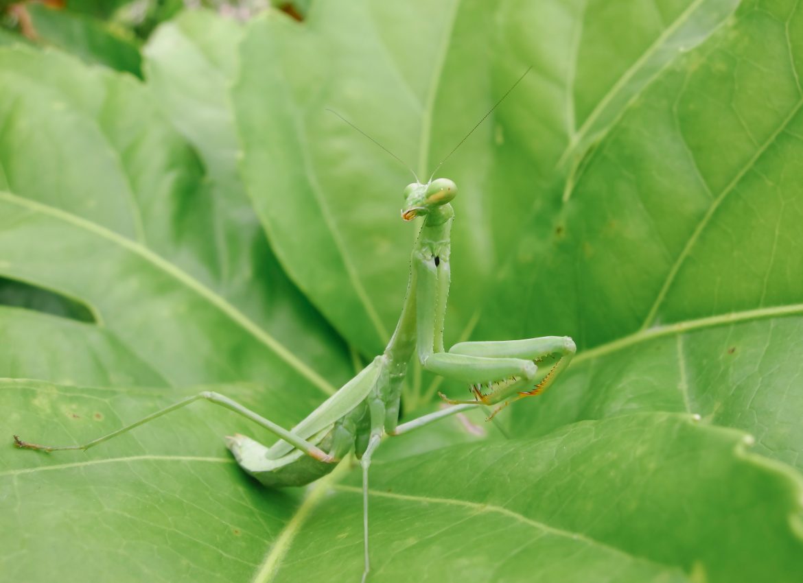 3 Beneficial Bugs for the Garden - Sheridan Nurseries
