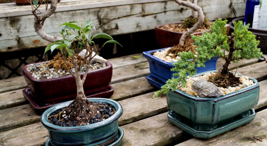 japanische feige bonsai Bonsai Ficus microcarpa Ginseng Chinesische Feige main image 1
