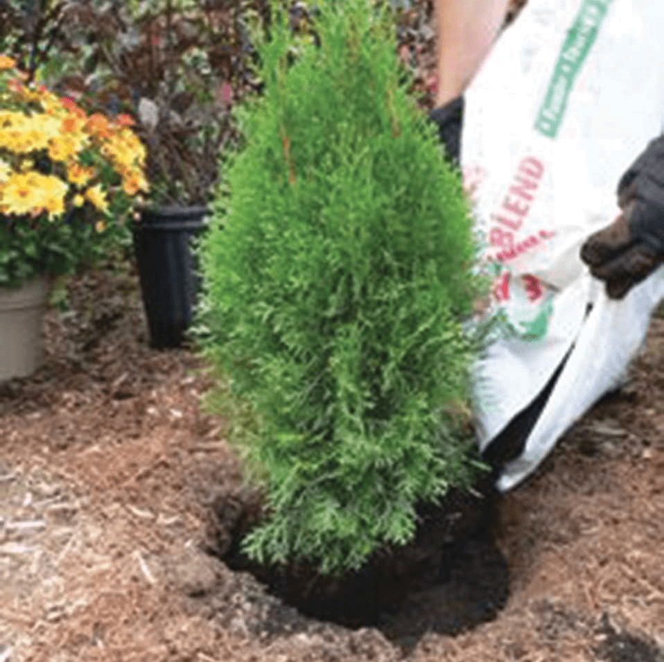 How to plant a tree or evergreen - Sheridan Nurseries