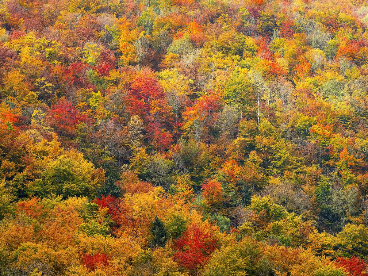 fall colour landscape