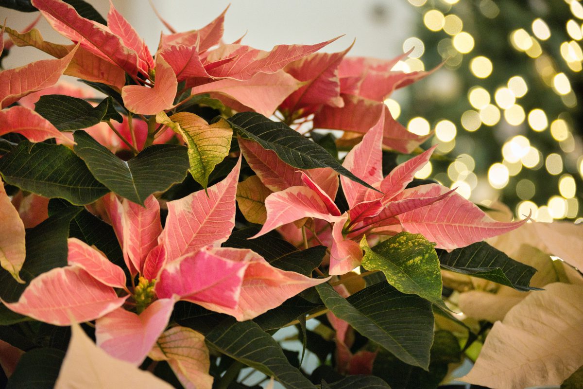 Pink Poinsettias with Christmas lights