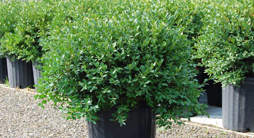 Boxwood Pots