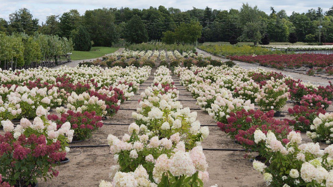 Hydrangea field